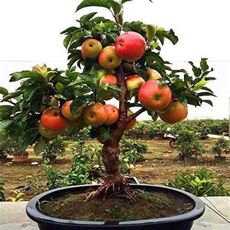 fruit bonsai products for sale .